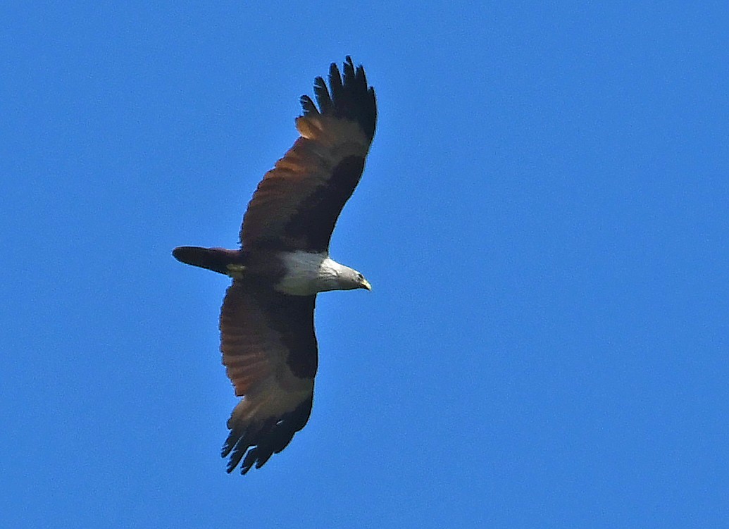 Brahminy Kite - Sudipto Shome