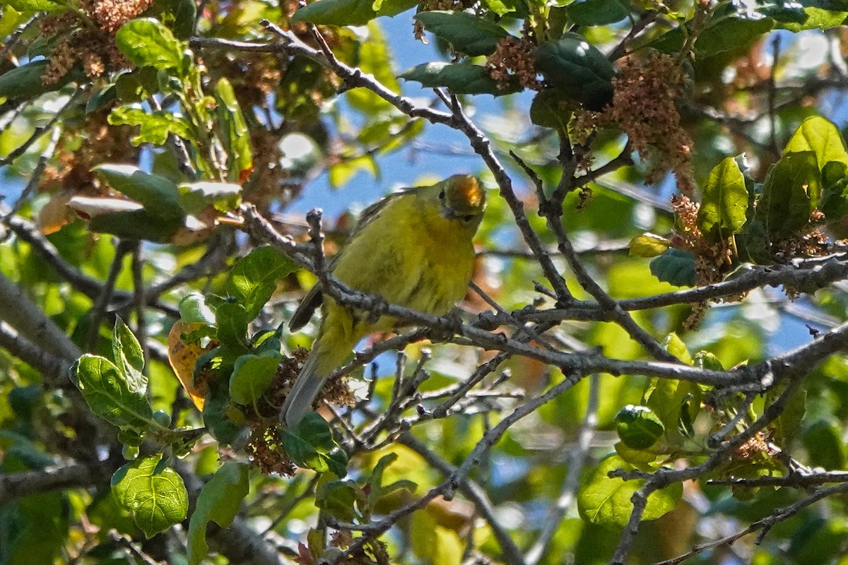 Orange-crowned Warbler - ML564946201