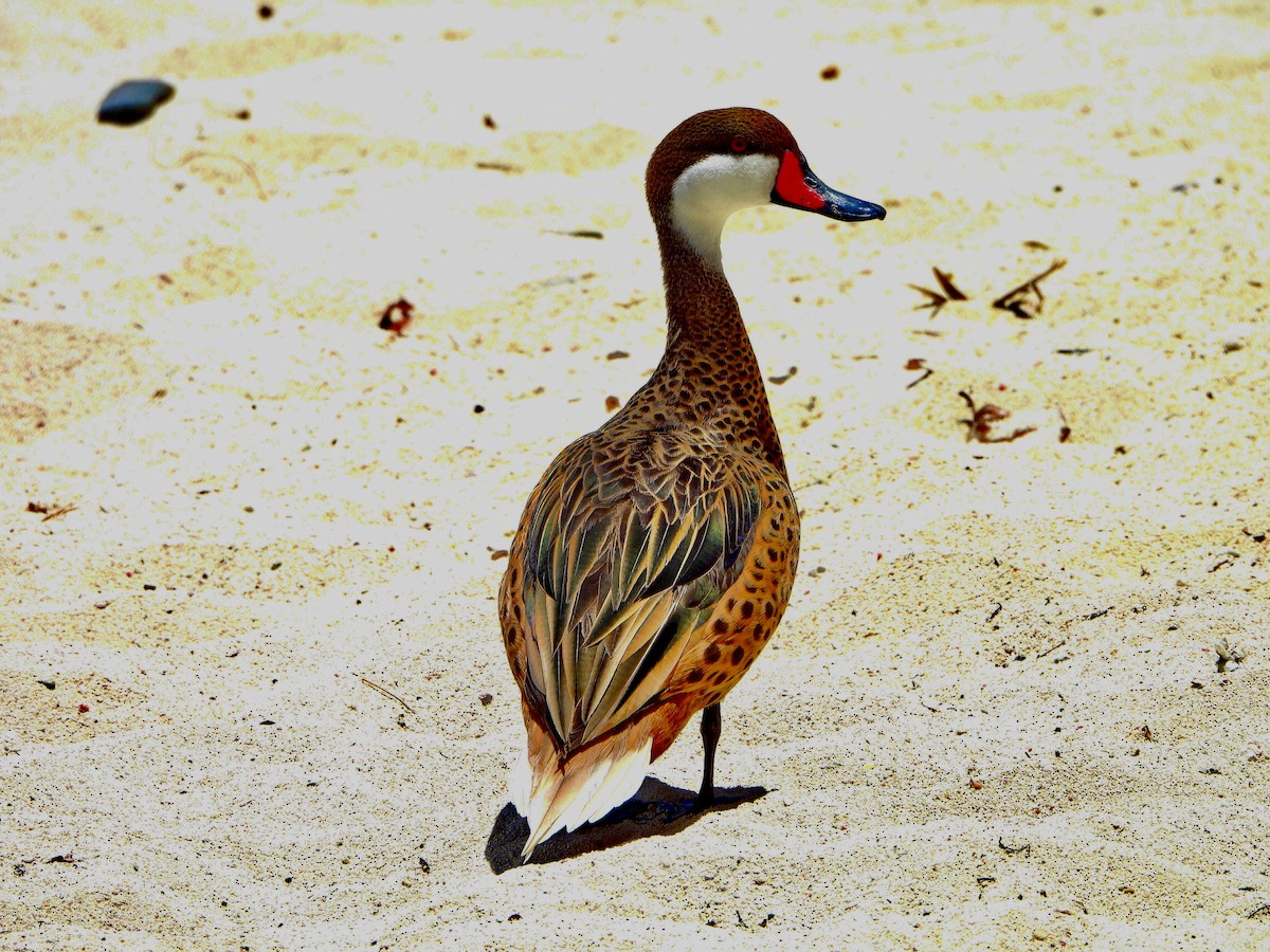 ホオジロオナガガモ - ML564947811