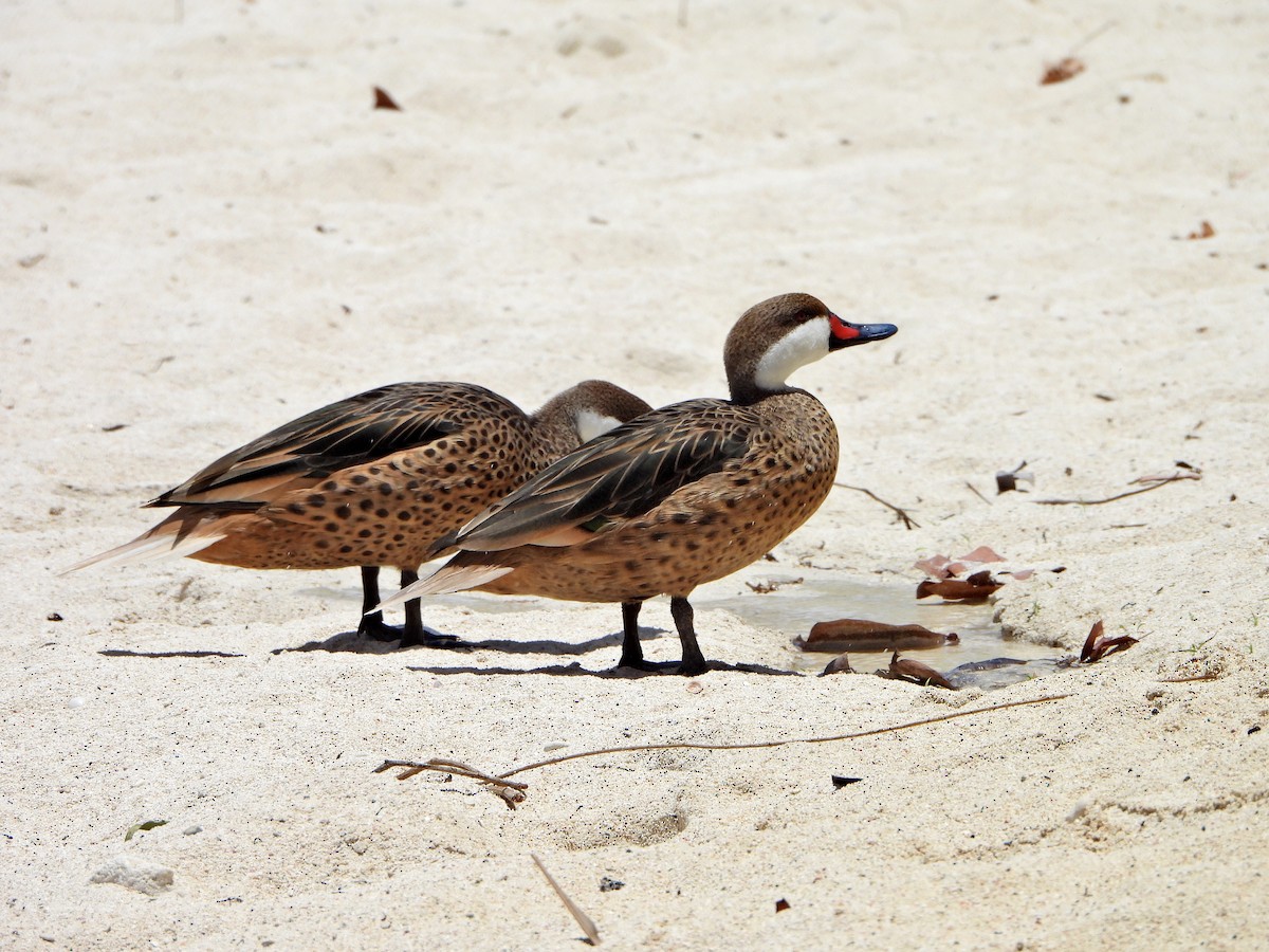 ホオジロオナガガモ - ML564947821