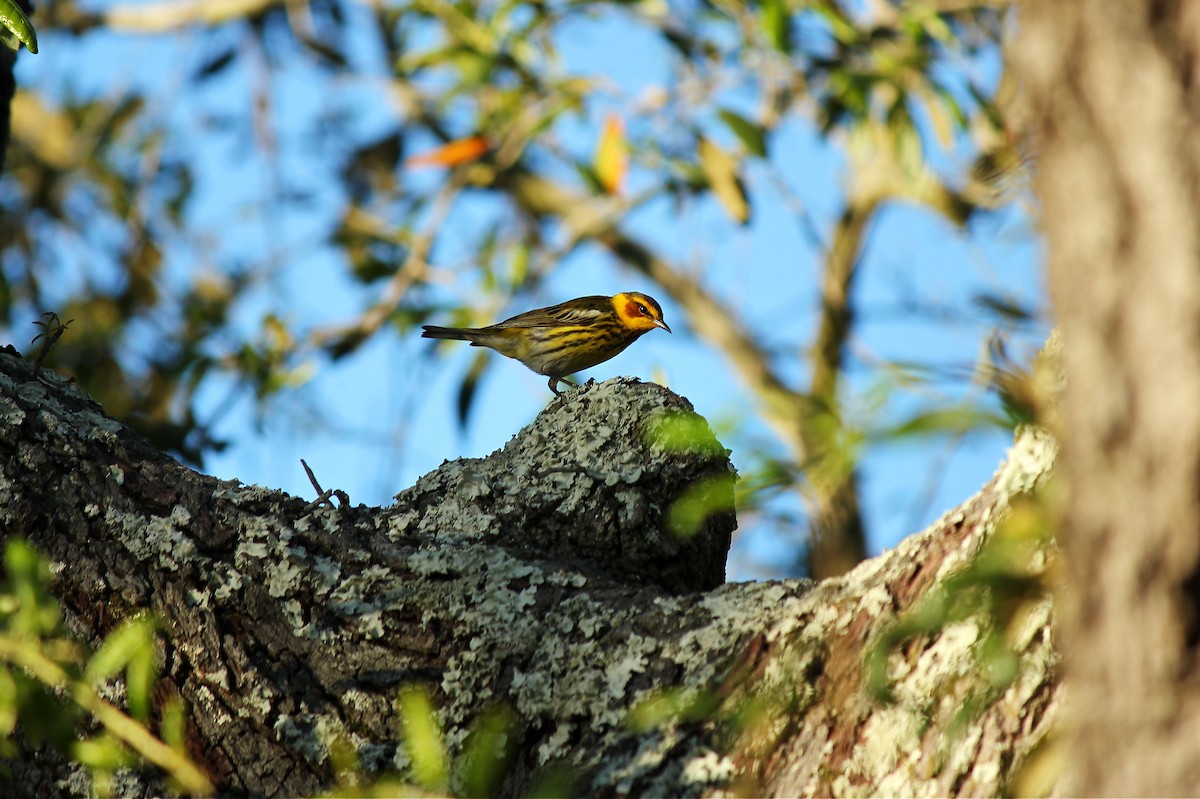 Cape May Warbler - ML56494791