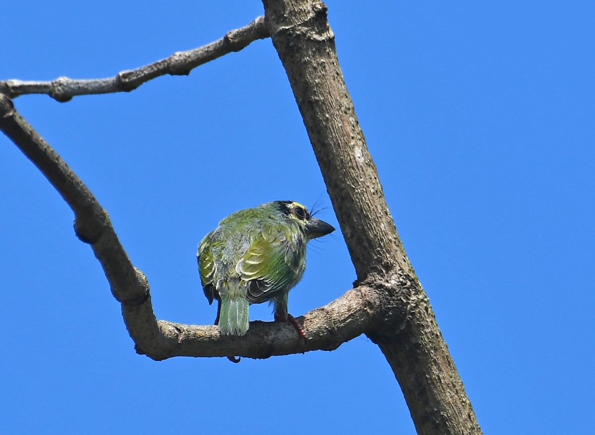 Coppersmith Barbet - Sudipto Shome