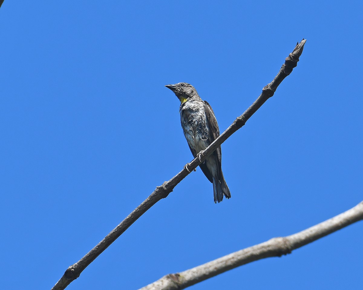 Yellow-throated Sparrow - Sudipto Shome