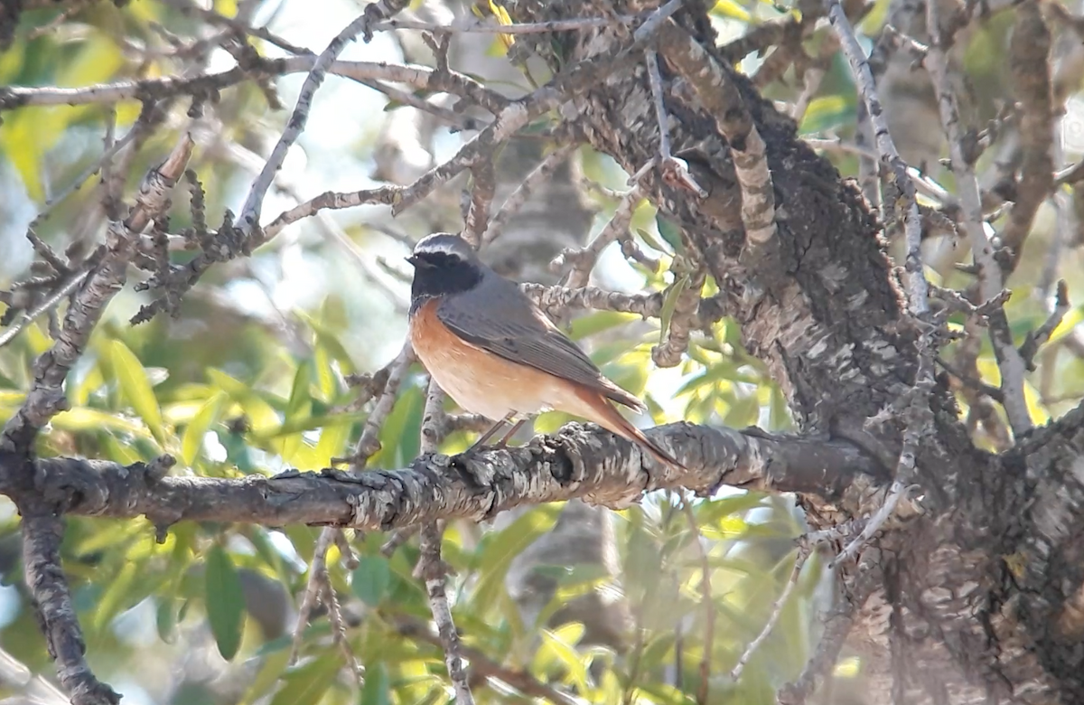 Common Redstart - ML564949021