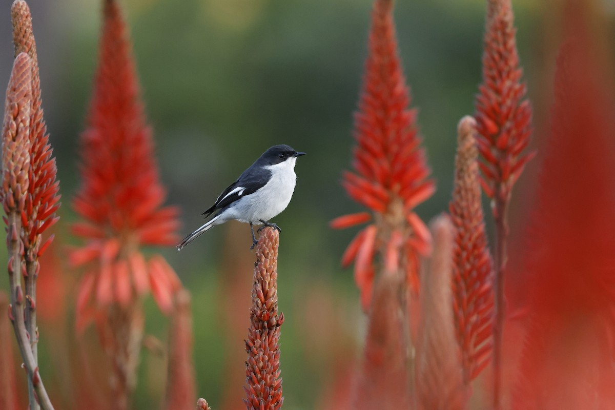 Fiscal Flycatcher - ML564949521