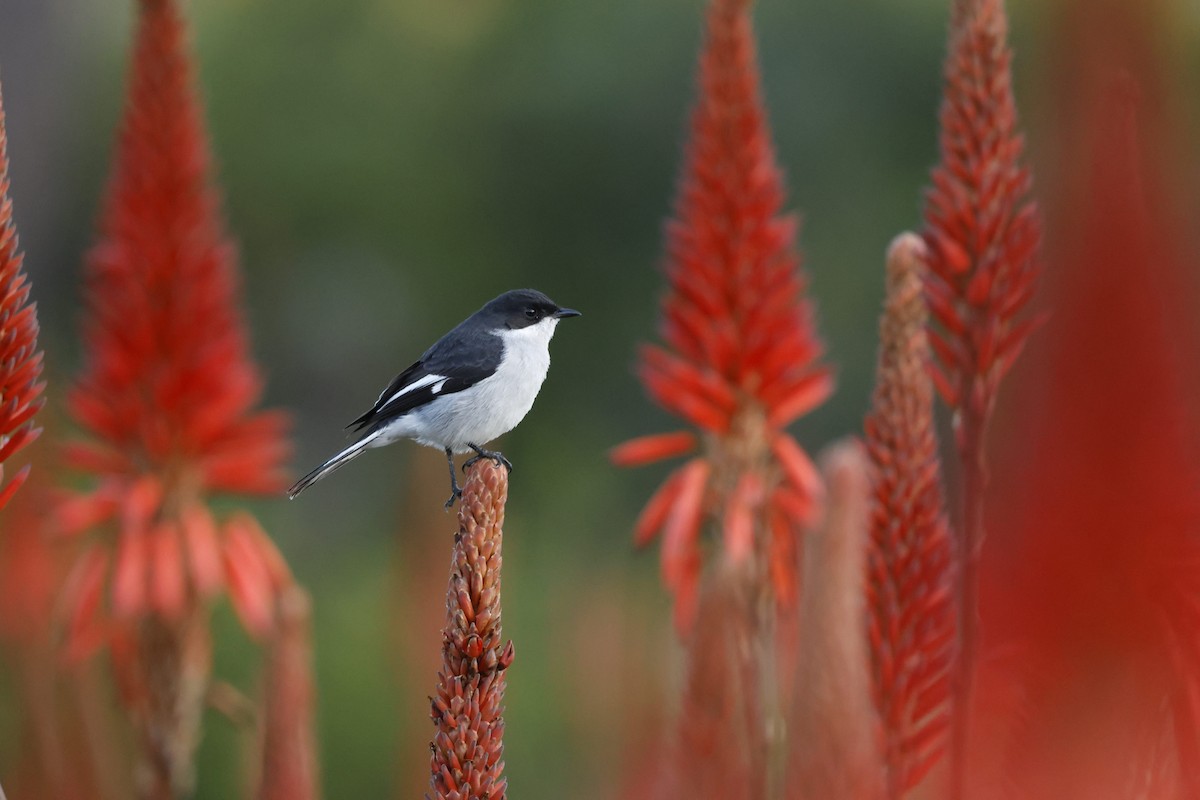 Fiscal Flycatcher - Luke Goddard