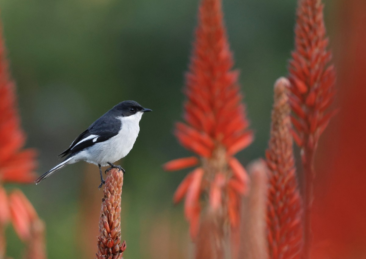 Fiscal Flycatcher - ML564949571