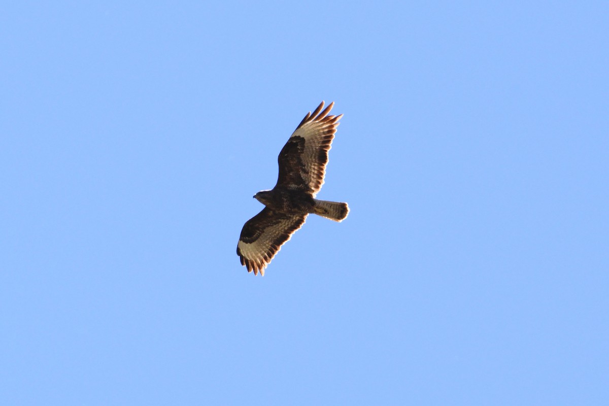 Common Buzzard - ML564949611