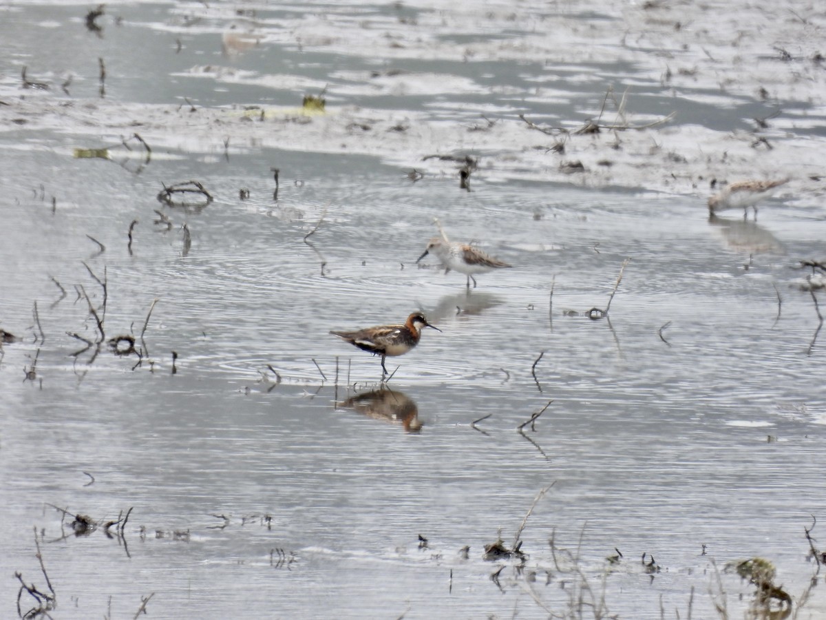 Red-necked Phalarope - ML564950691