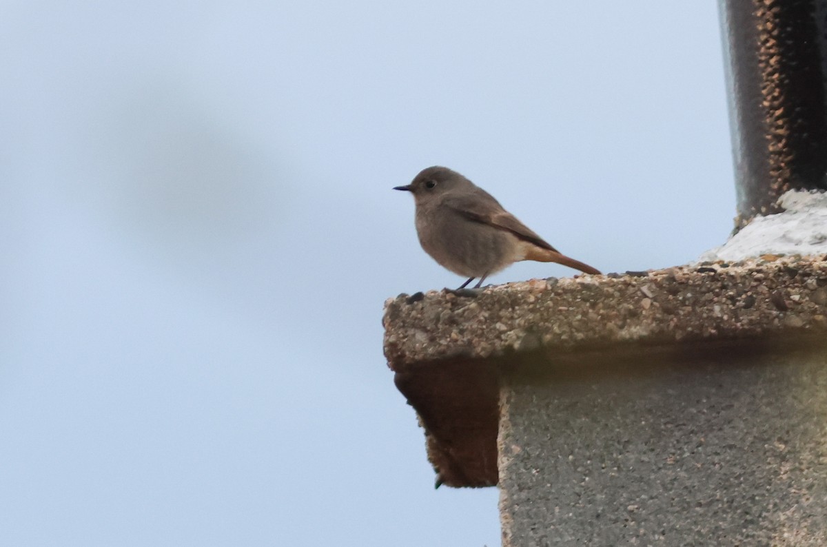 Black Redstart - ML564951341