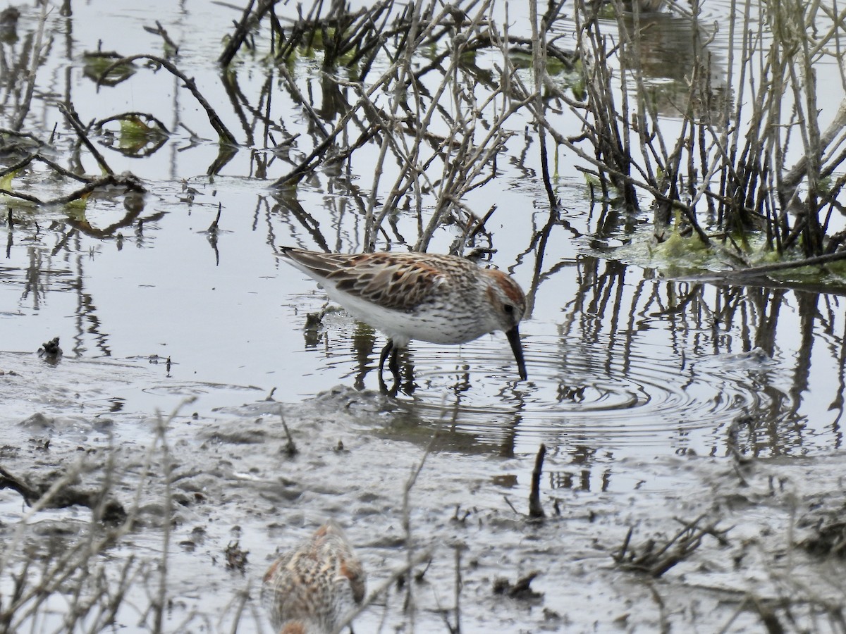 Western Sandpiper - ML564951371