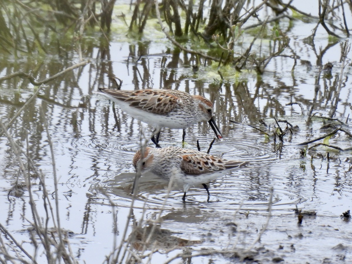 Western Sandpiper - ML564951381