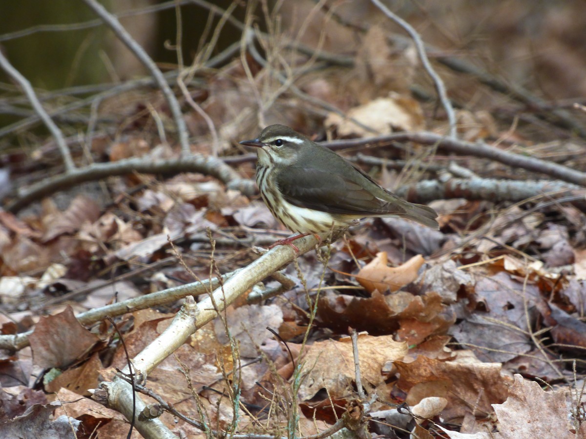 Louisiana Waterthrush - Brian Allen