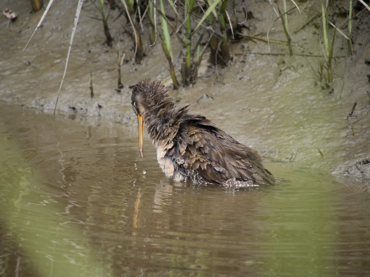 Clapper Rail - ML564953071