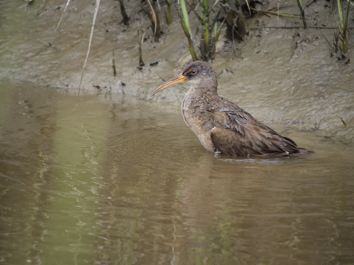 Clapper Rail - ML564953121