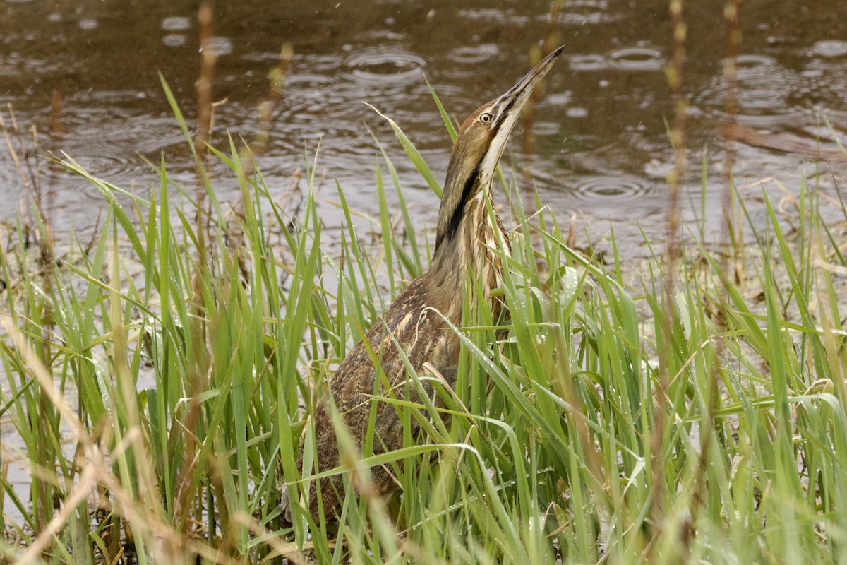 American Bittern - ML564953131