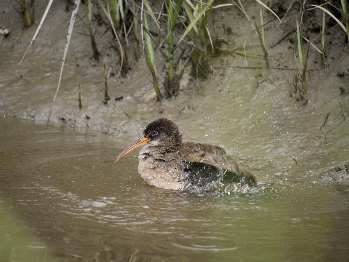 Clapper Rail - ML564953161