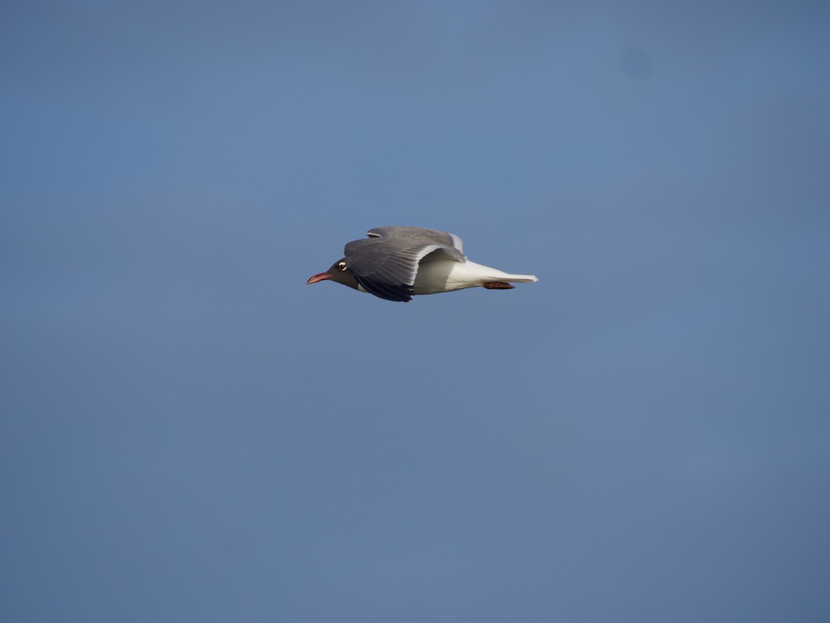 Laughing Gull - ML564953241