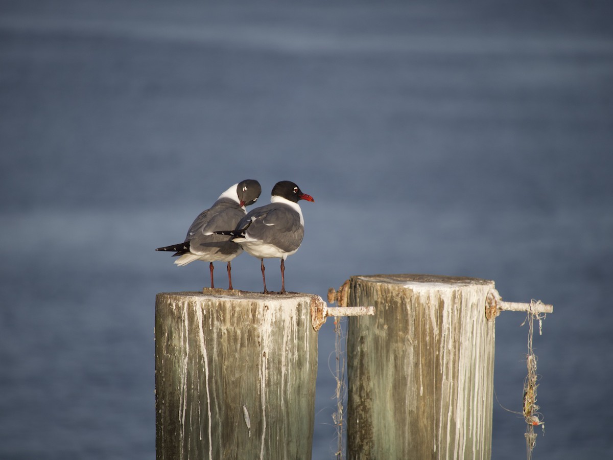 Laughing Gull - ML564953311