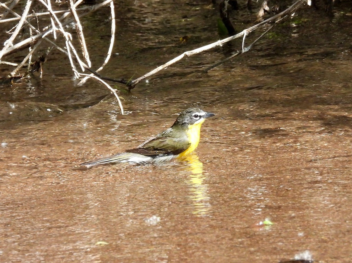 Yellow-breasted Chat - ML564953631