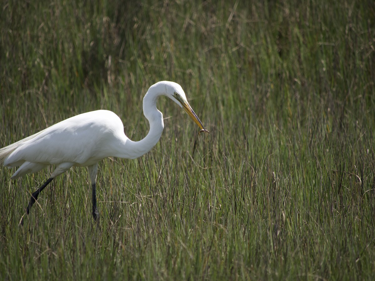 Great Egret - ML564953651