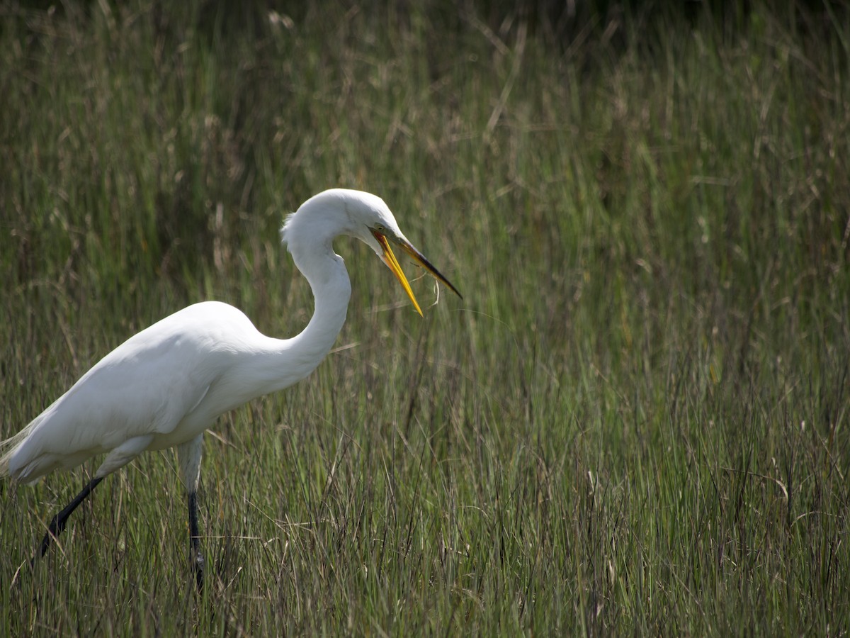 Great Egret - ML564953661