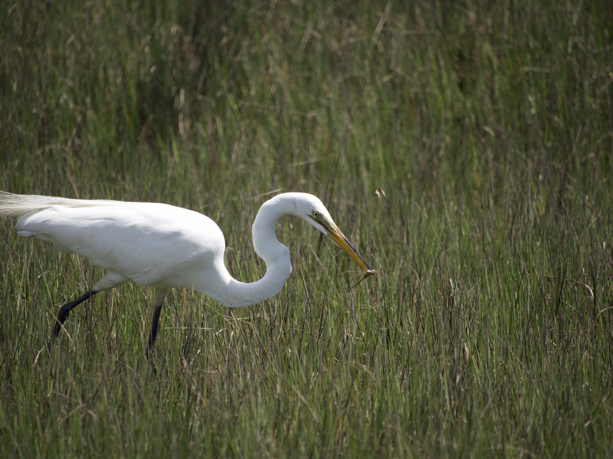 Great Egret - ML564953701