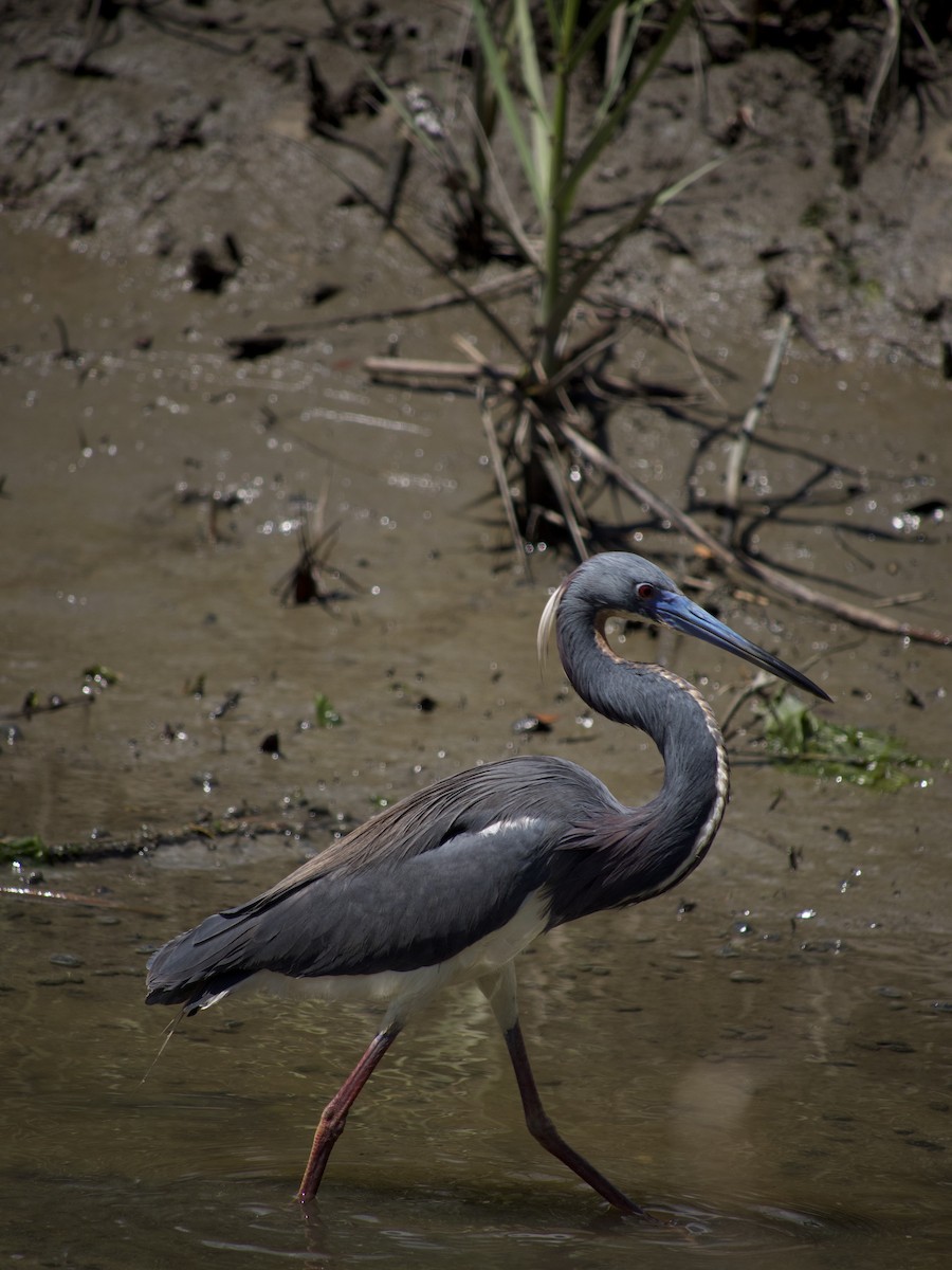 Tricolored Heron - ML564954011