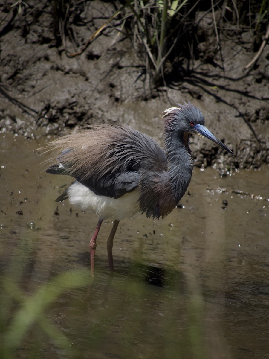 Tricolored Heron - ML564954021