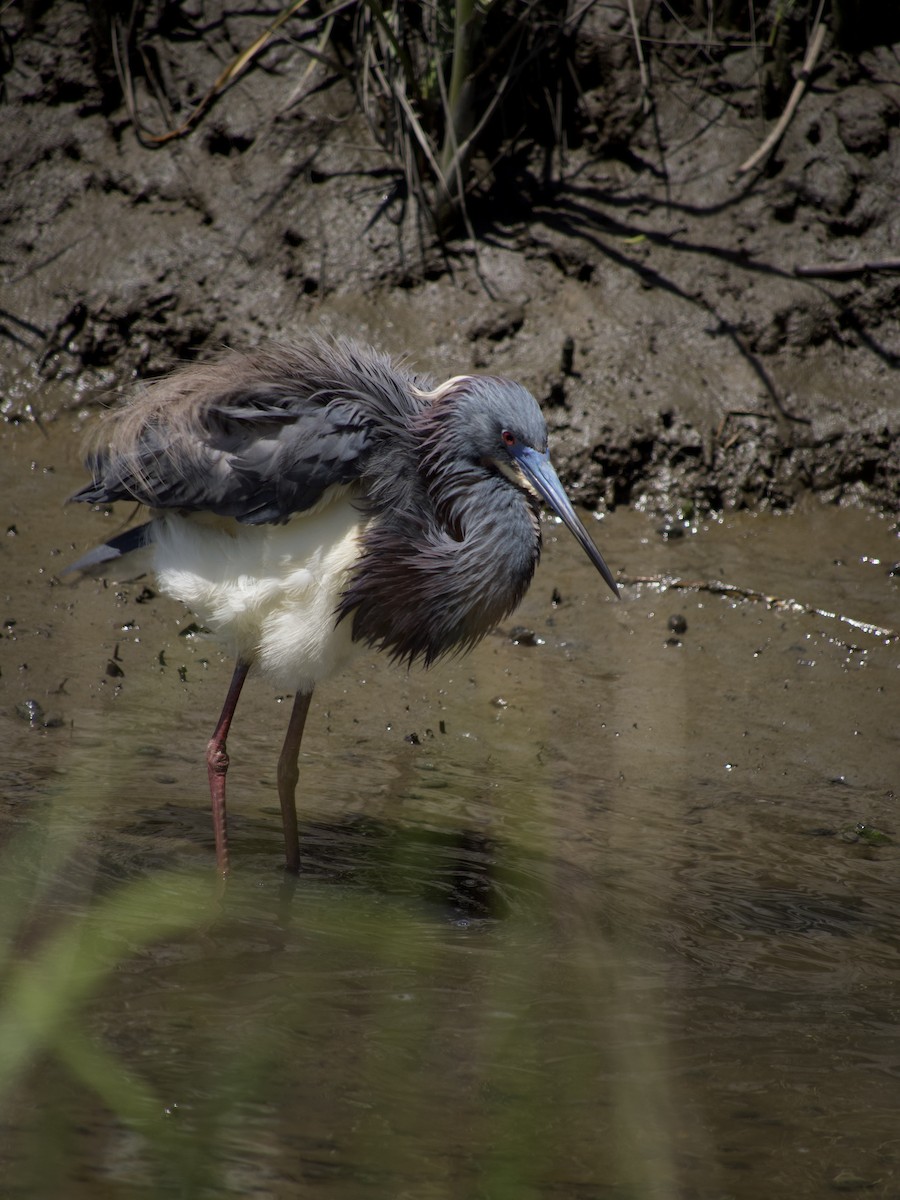 Tricolored Heron - ML564954031