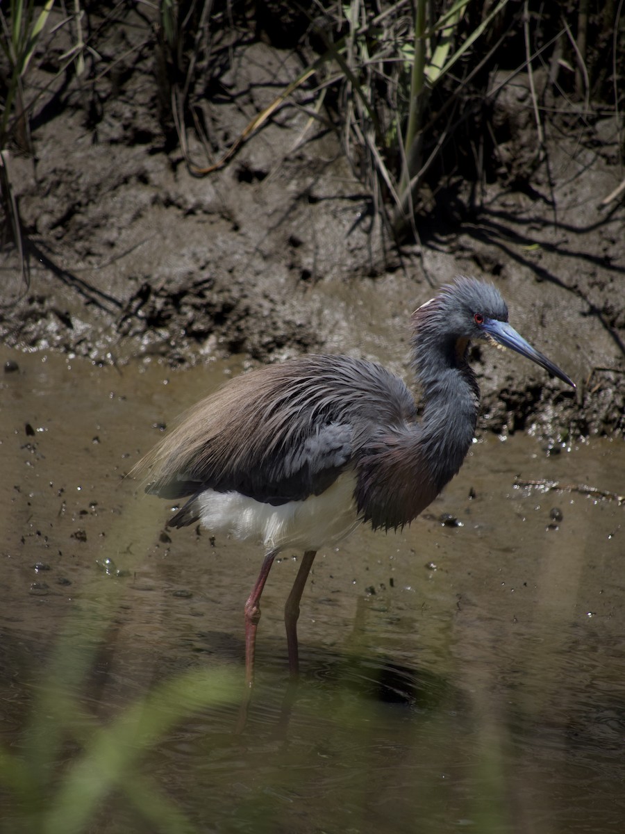 Tricolored Heron - ML564954041
