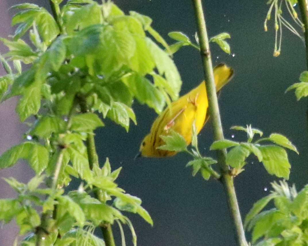 Yellow Warbler - ML564954081