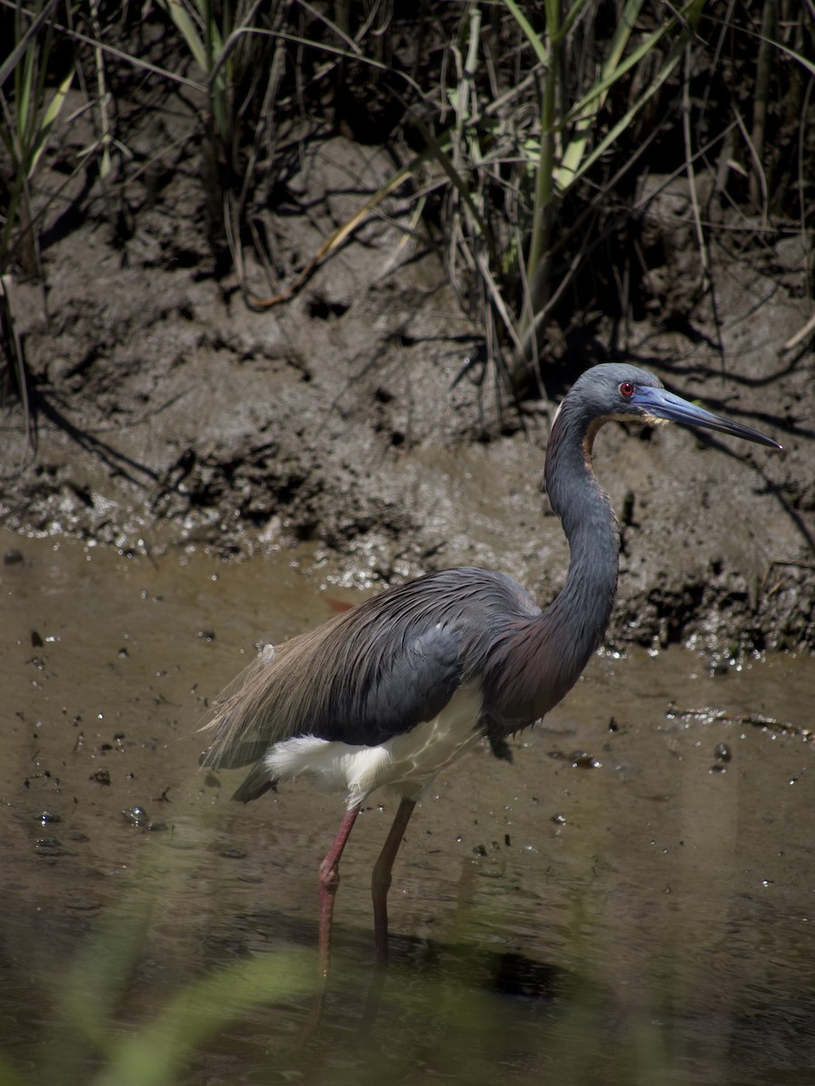 Tricolored Heron - ML564954141