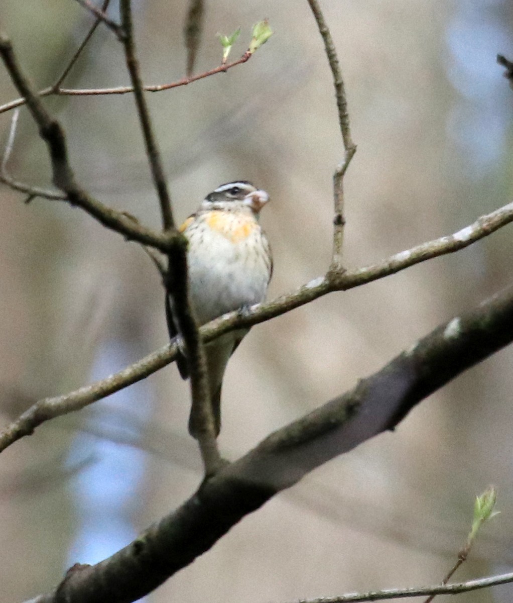 Rose-breasted Grosbeak - ML564954271