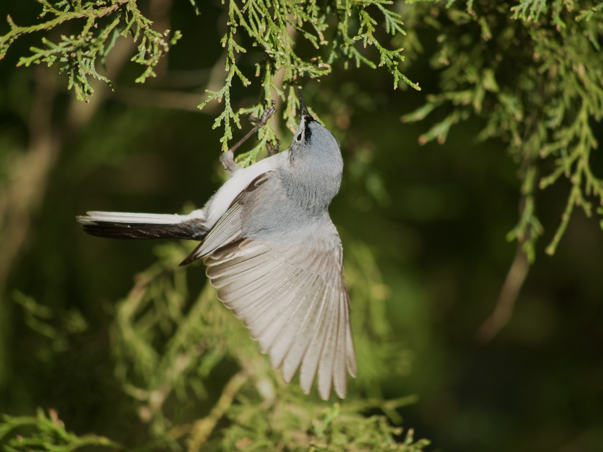 Blue-gray Gnatcatcher - ML564954771