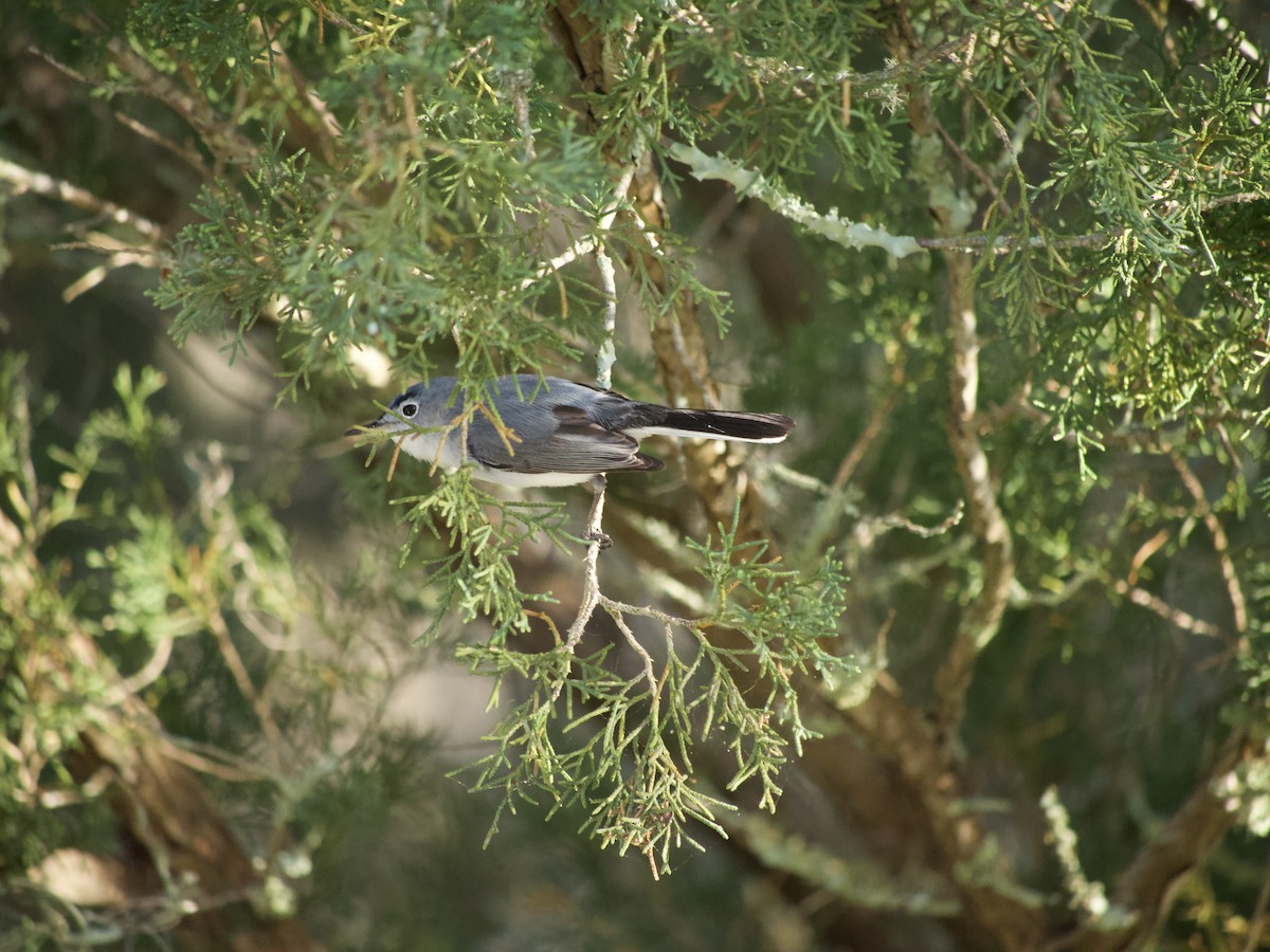 Blue-gray Gnatcatcher - ML564954781