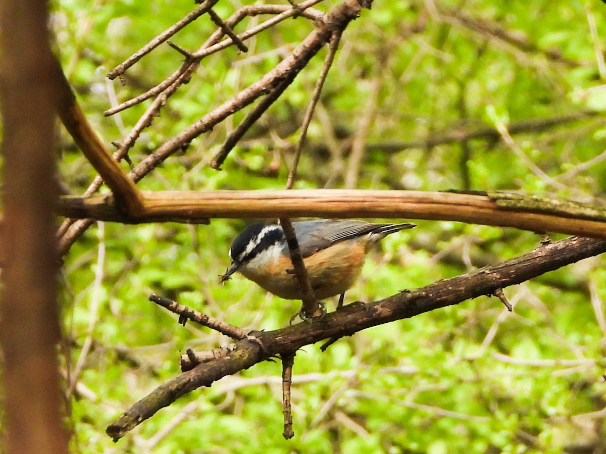 Red-breasted Nuthatch - ML564955211