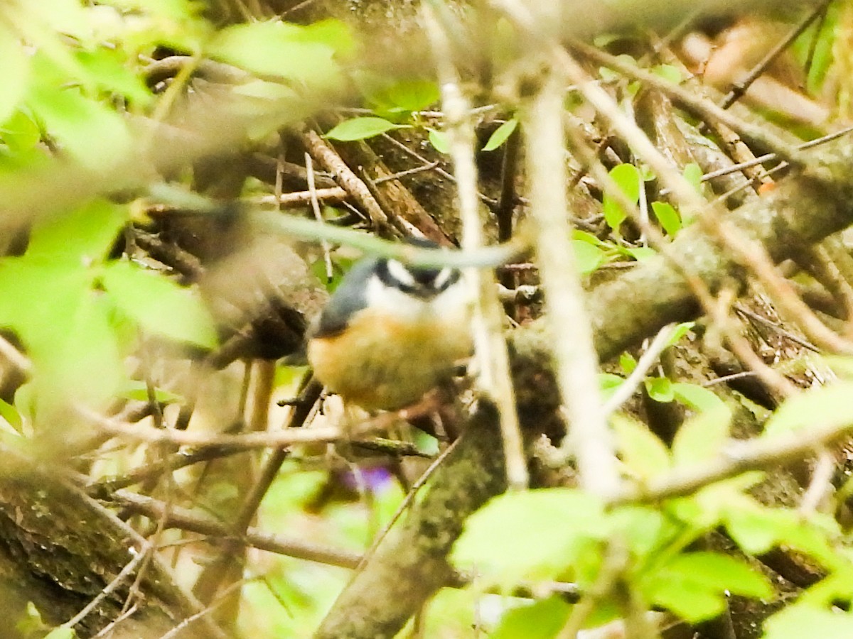 Red-breasted Nuthatch - ML564955221