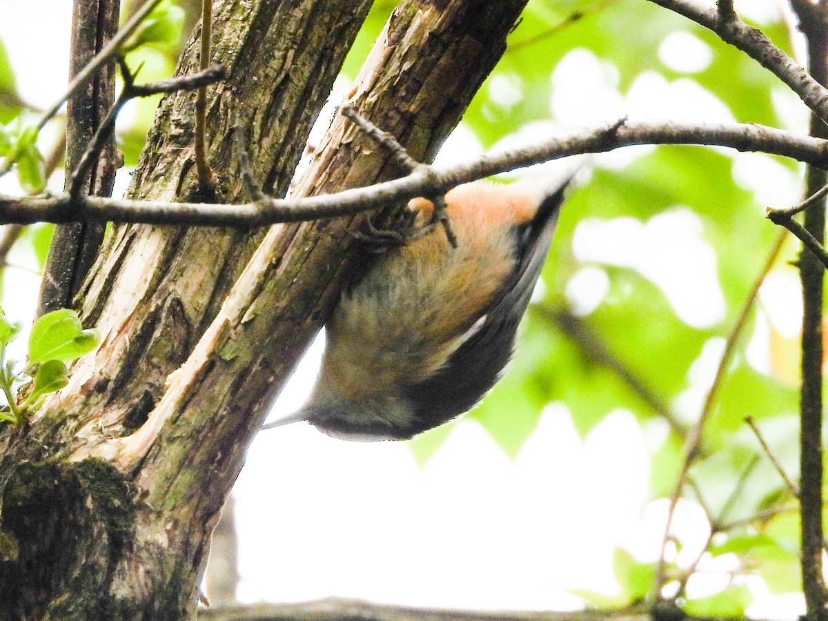 Red-breasted Nuthatch - ML564955231