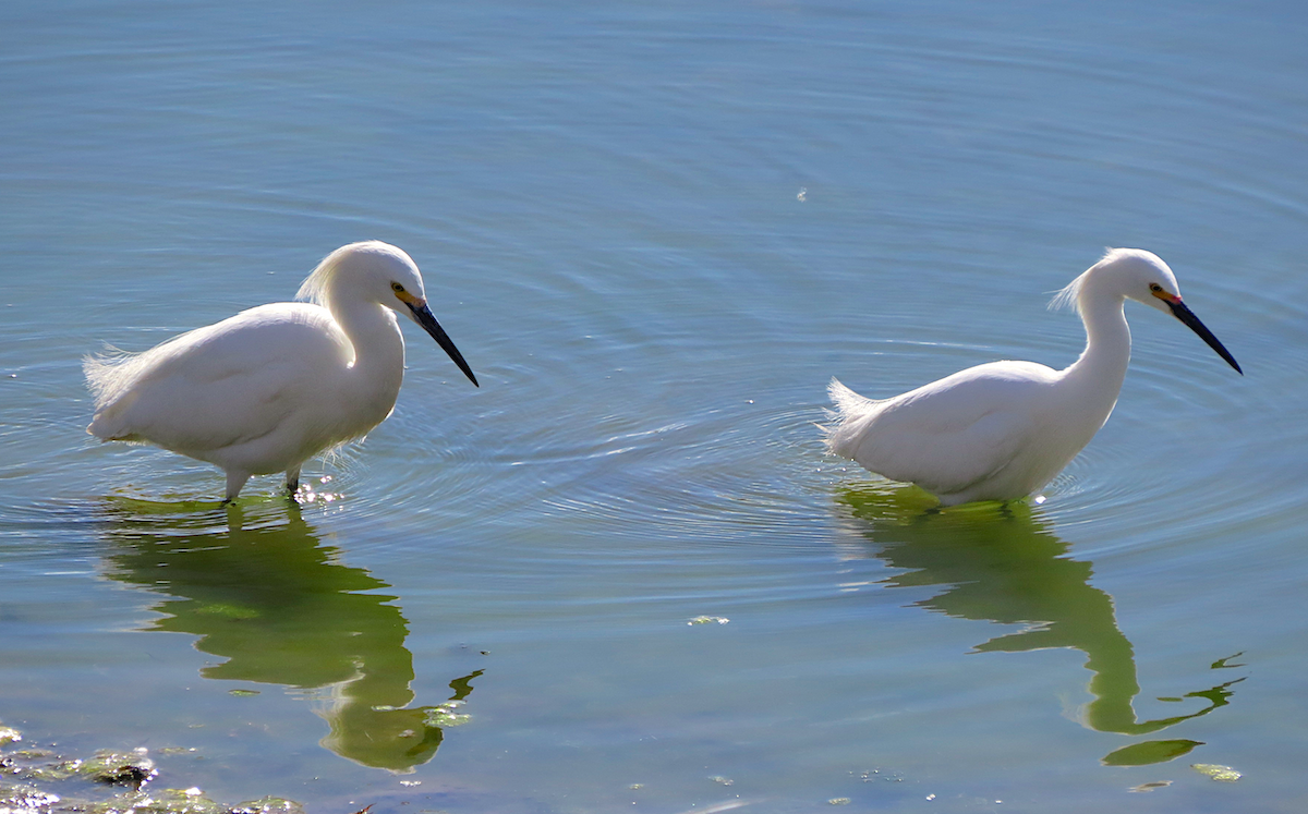 Snowy Egret - ML56495661