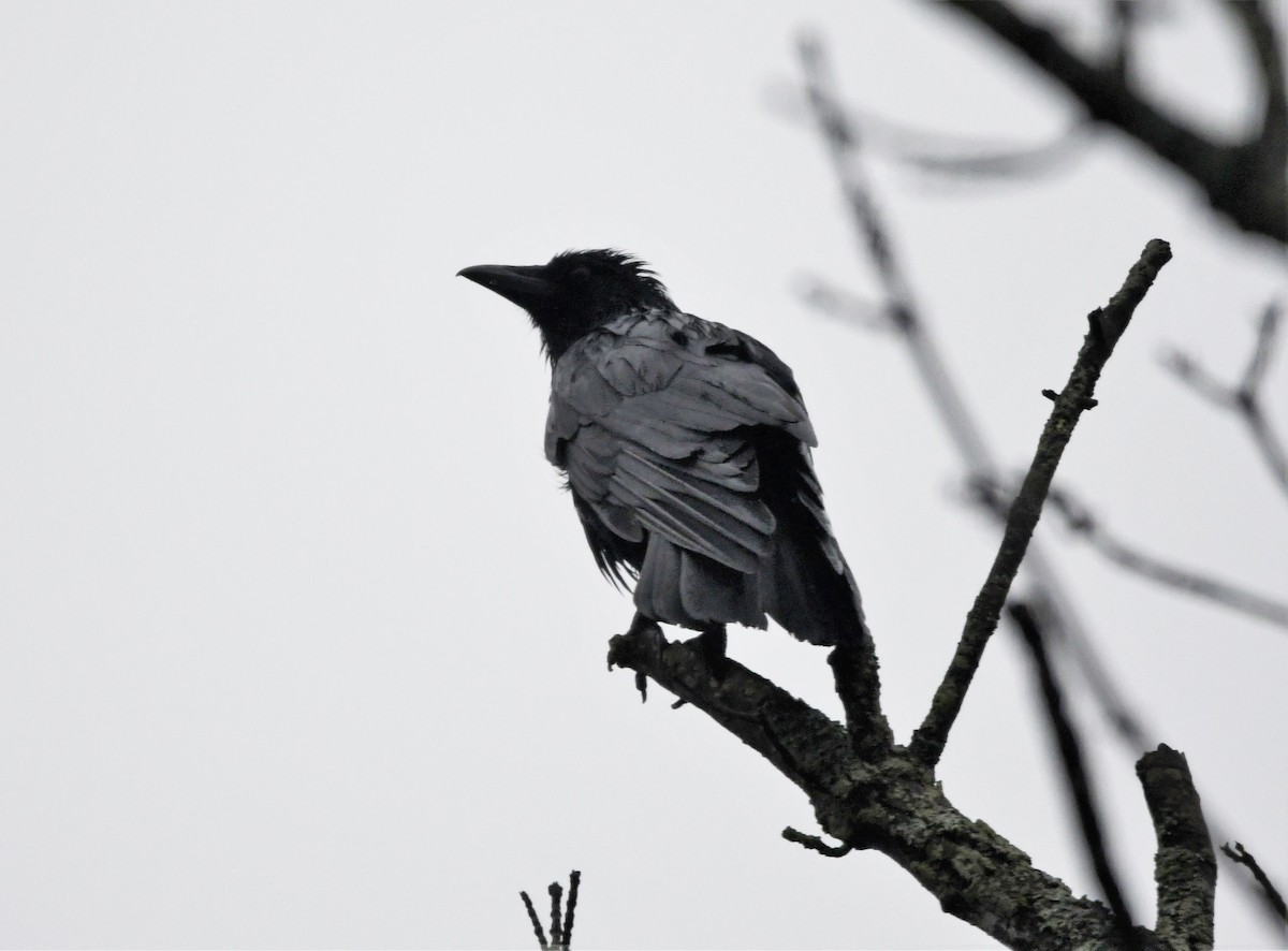 Corvus sp. (crow sp.) - ML564957641