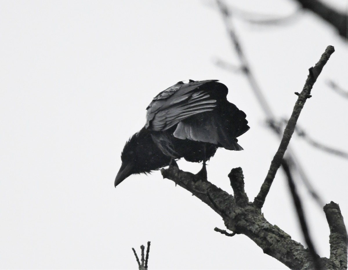 Corvus sp. (crow sp.) - ML564957661