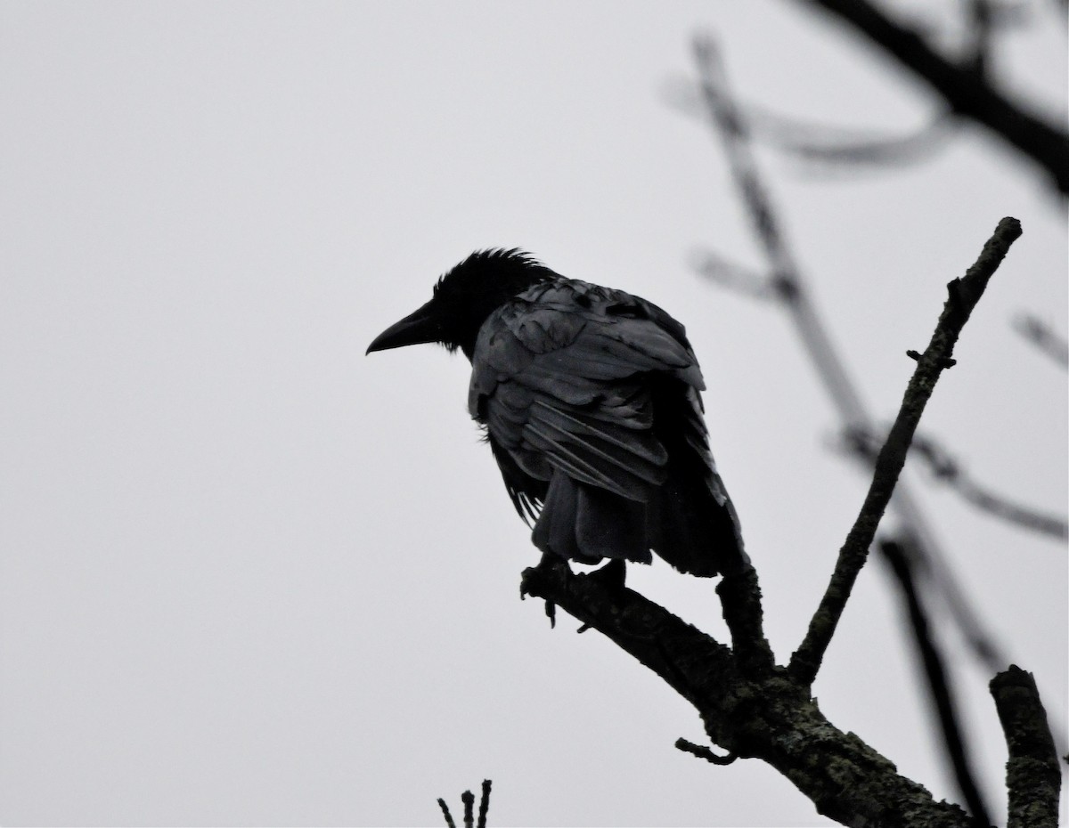 Corneja sp. - ML564957731
