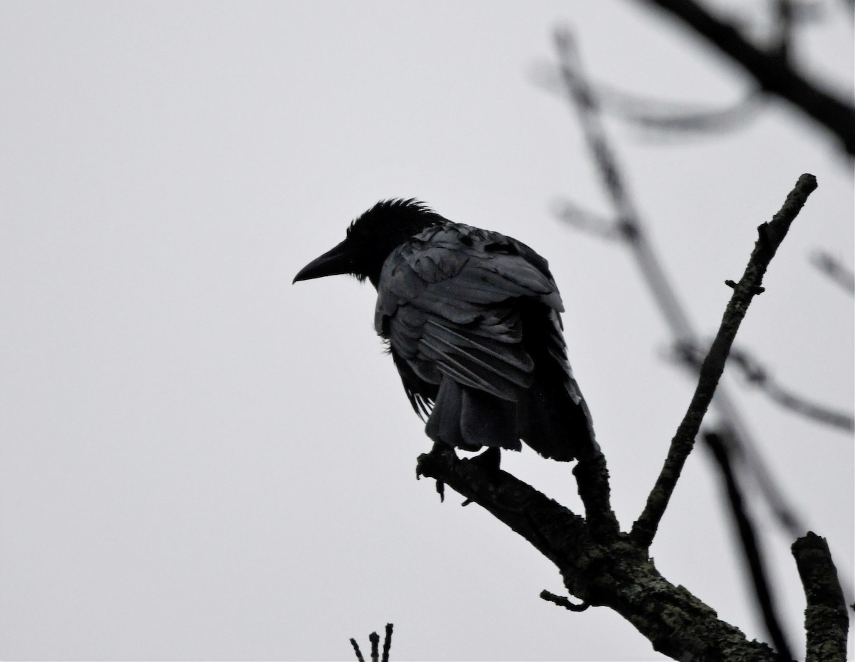 Corvus sp. (crow sp.) - ML564957731