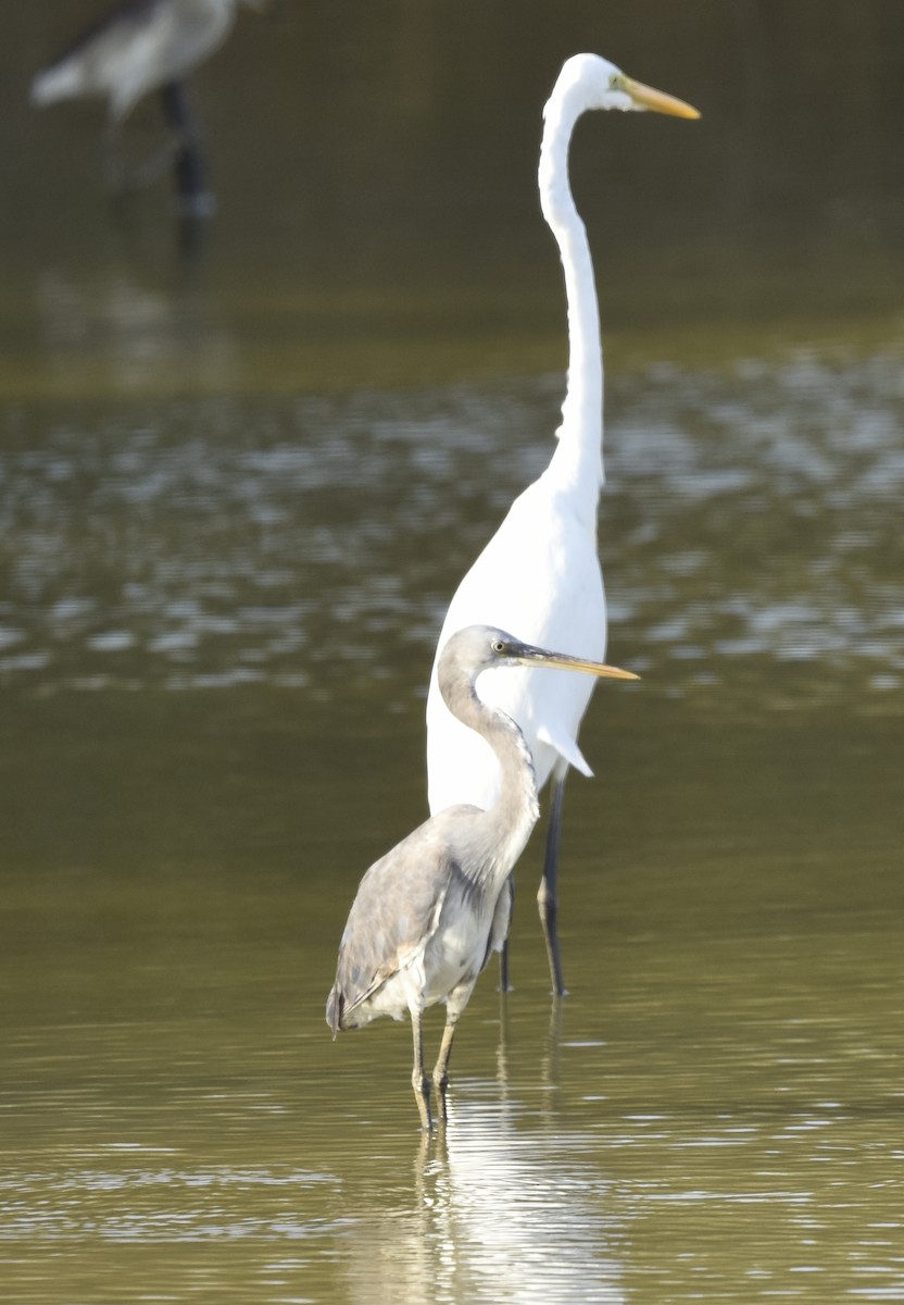 Grande Aigrette - ML564959881