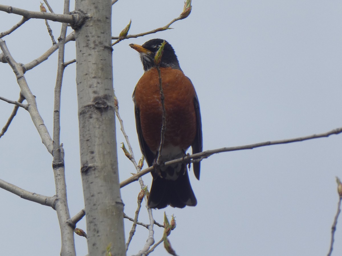 American Robin - ML564960131