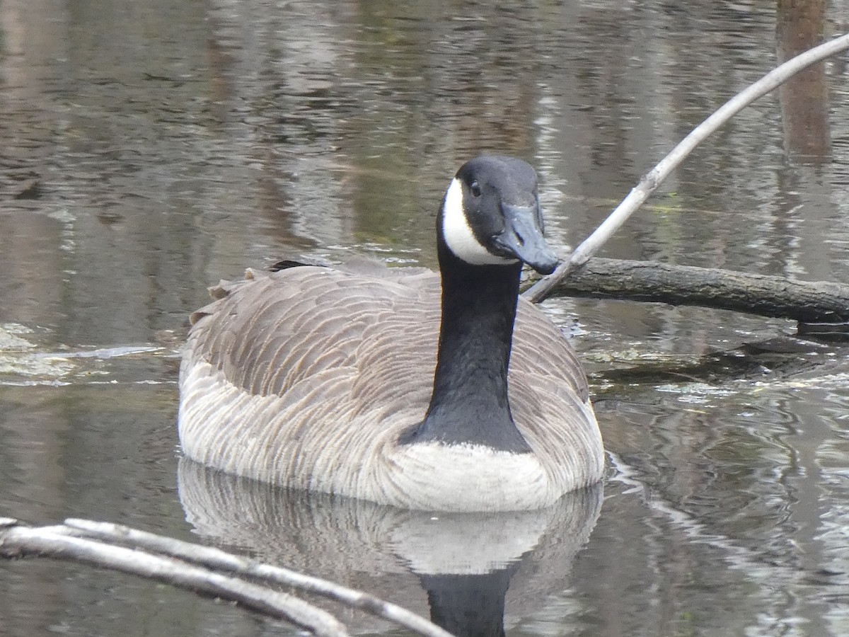 Canada Goose - ML564960651