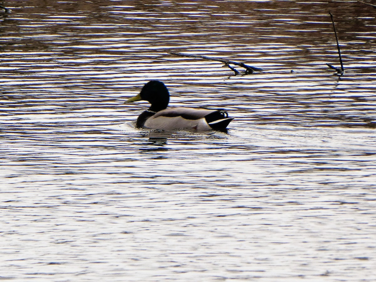 Canard colvert - ML564961051