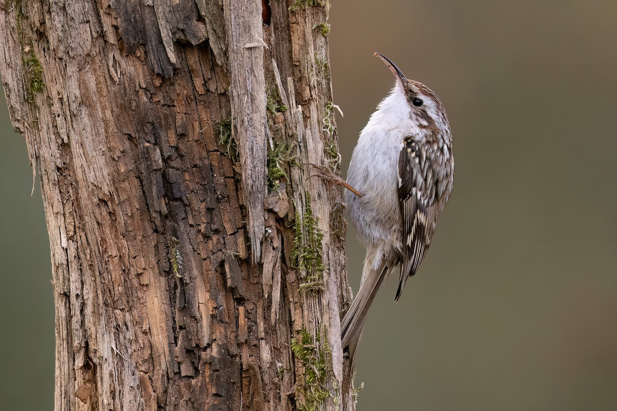 Short-toed Treecreeper - ML564961101