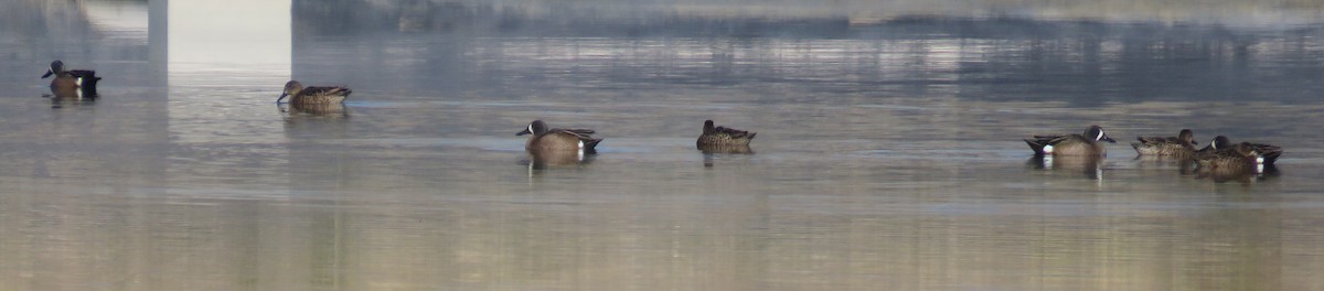 Blue-winged Teal - ML564961341